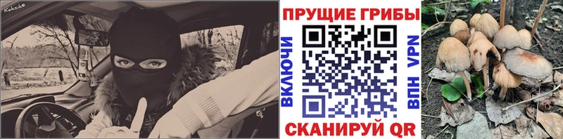 где купить наркоту  Полесск  Псилоцибиновые грибы GOLDEN TEACHER 